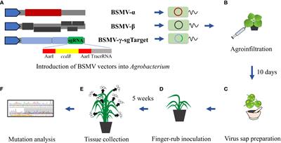 Barley stripe mosaic virus-mediated somatic and heritable gene editing in barley (Hordeum vulgare L.)
